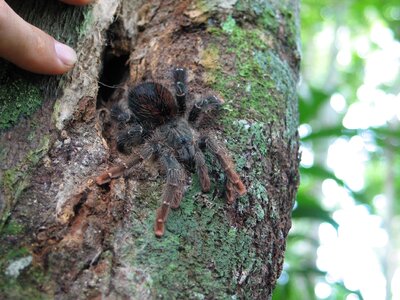 Nature wildlife arachnid
