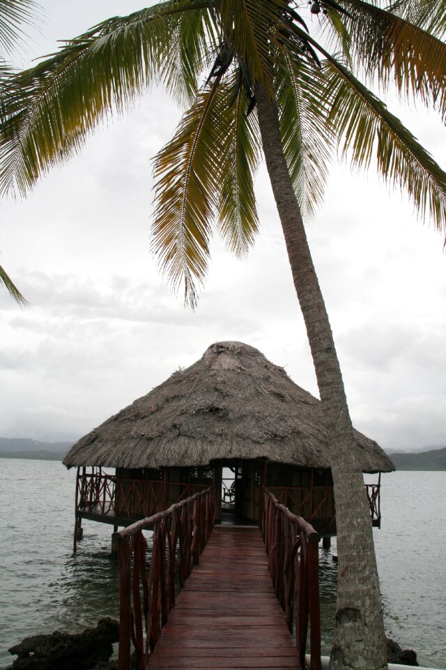 Cabin caribbean palm tree
