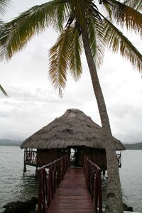 Cabin caribbean palm tree photo