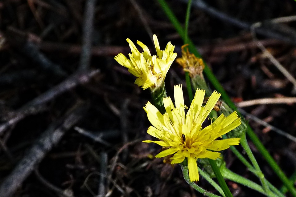 Nature forest wild plant