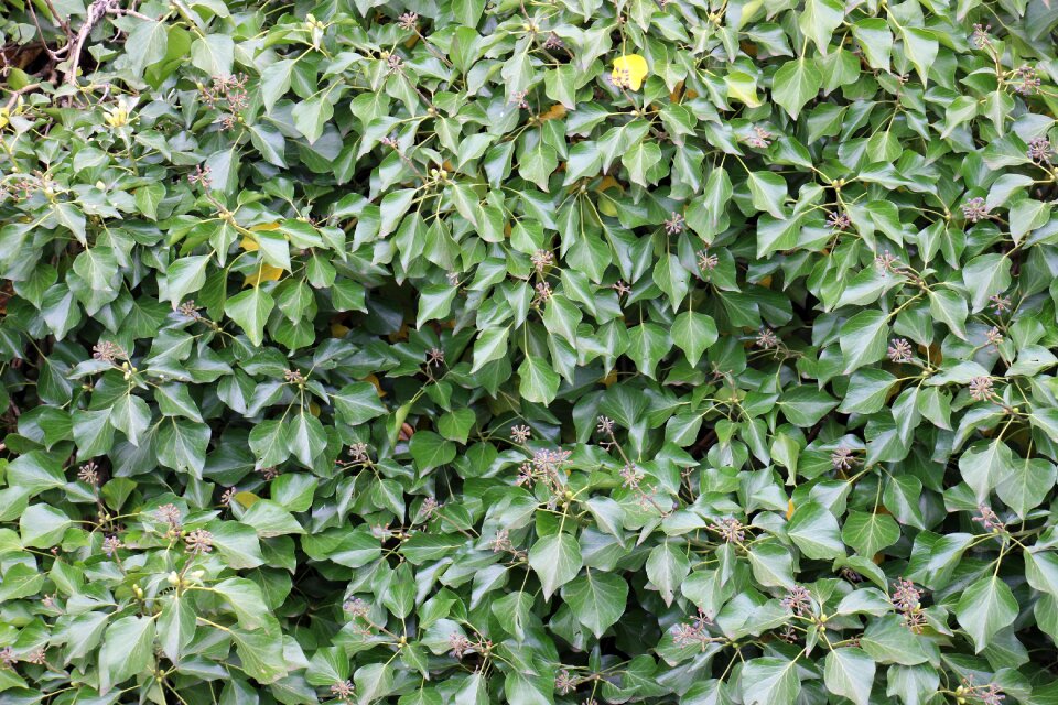 Leaf plant ivy leaves