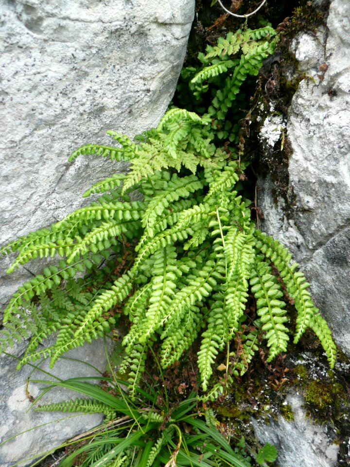 Ferns nature stones