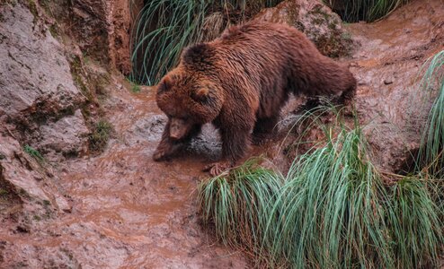 Animals animal nature
