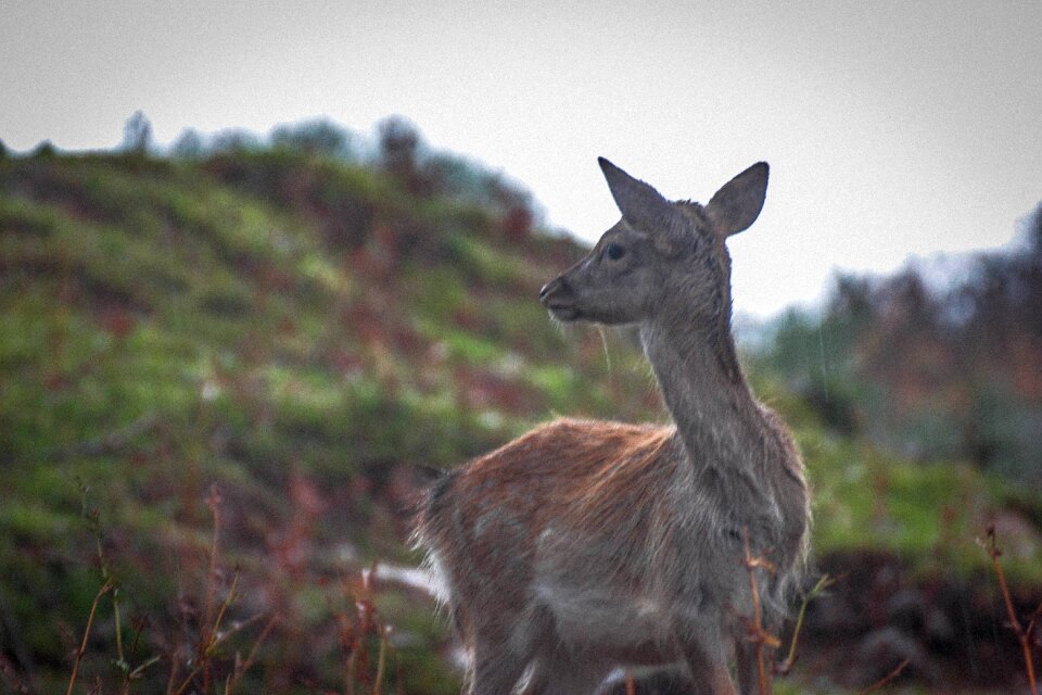 Animal nature fauna