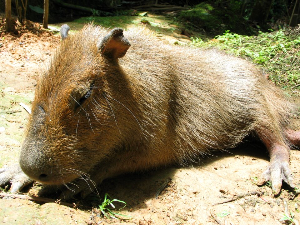 Sleeping america animal