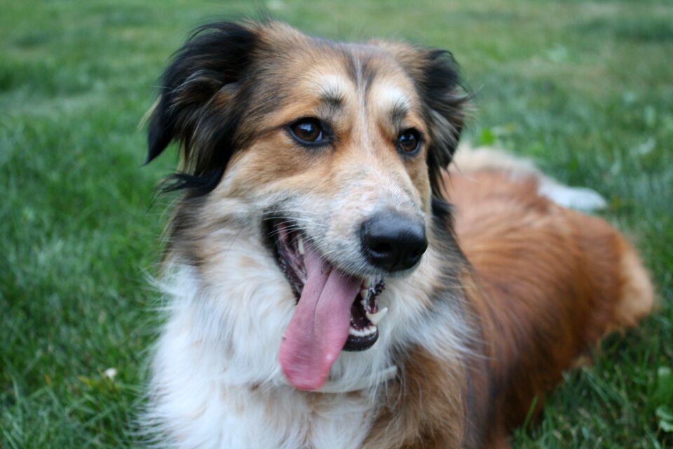 Australian shepherd border