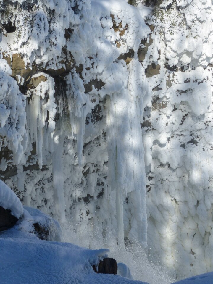 Frosted tree forest photo