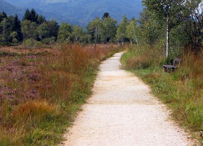 Trail promenade birch