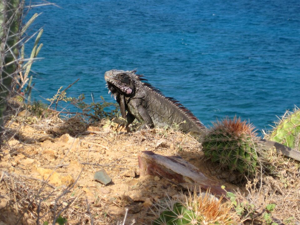 Giant lizard british virgin islands animal