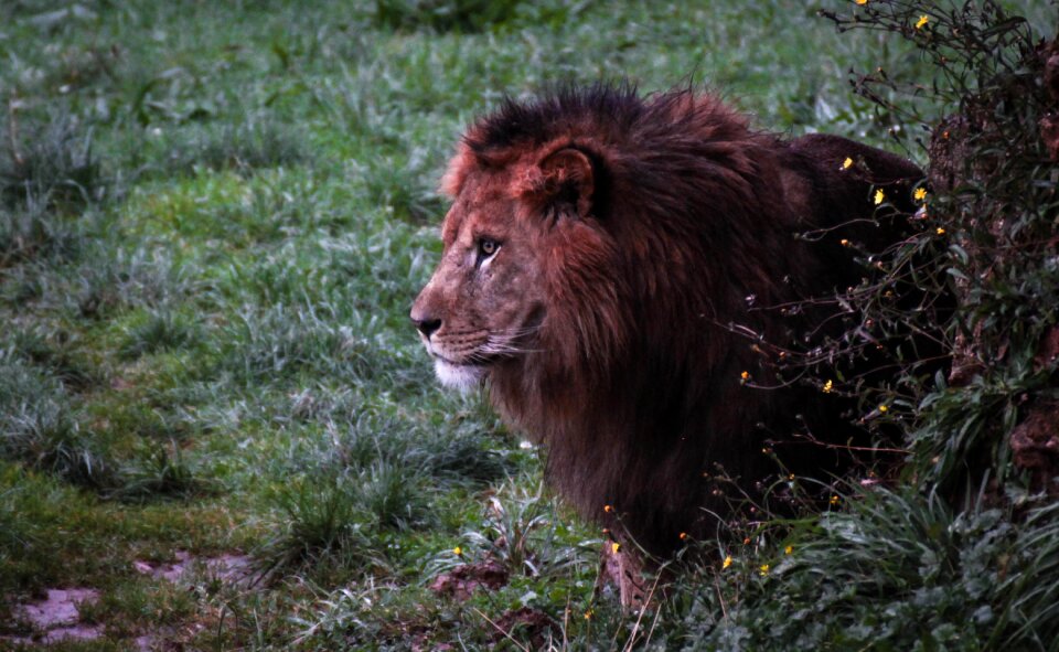 Nature animals fauna
