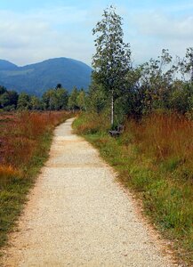 Heather heathland nature