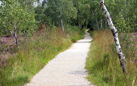 Birch promenade nature trail