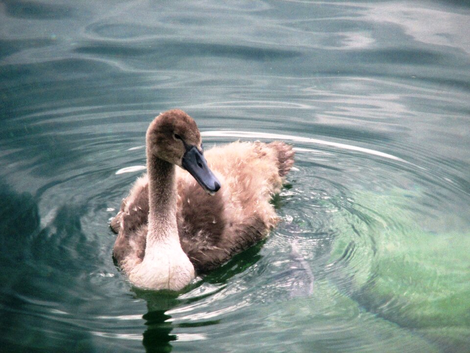Water bird fluffy summer