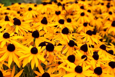 Yellow plant nature