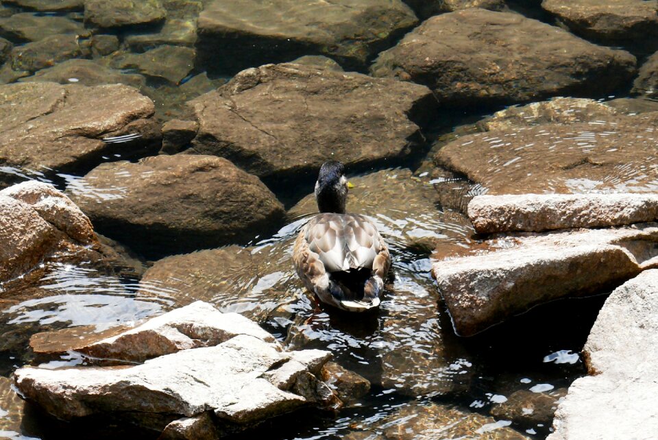 Duck nature polish tatras
