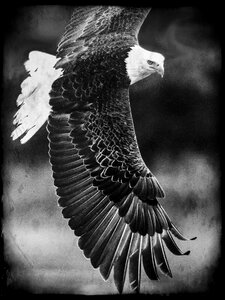 Predator feathered symbol photo