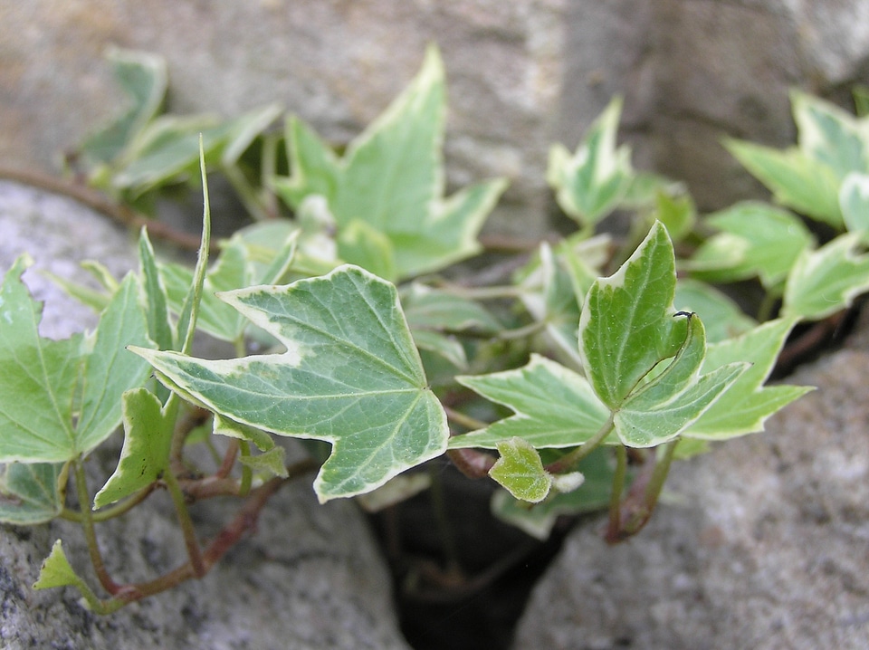 Nature plants ivy