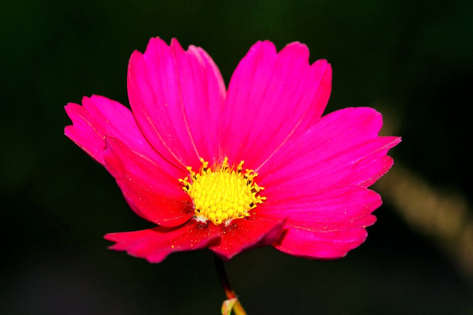 Purple bloom flora