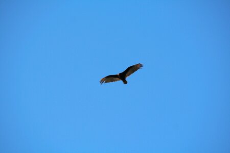 Sky wings fly