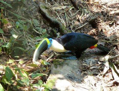 Beak colorful exotic