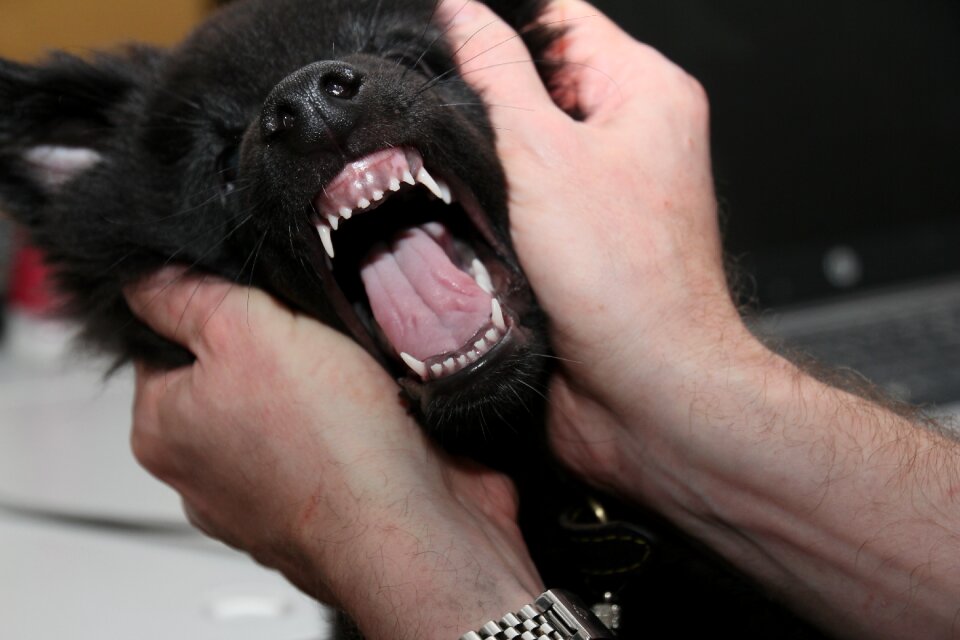 Belgian shepherd dog animal pet