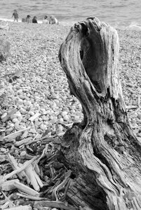 Trunk pebbles black white photo