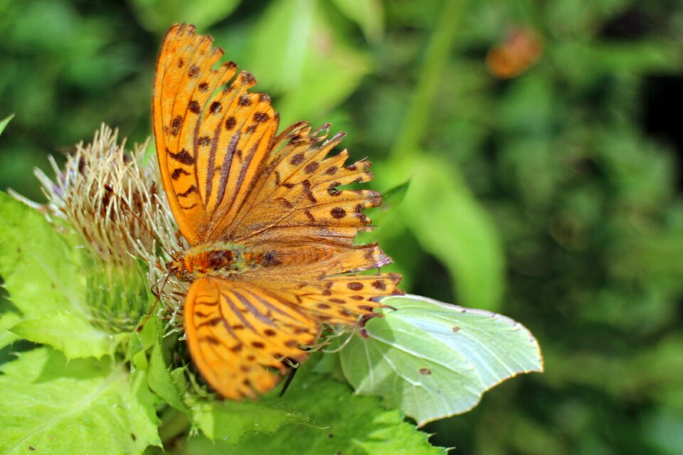 Butterflies wing colorful
