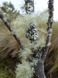 Growth paramo nature