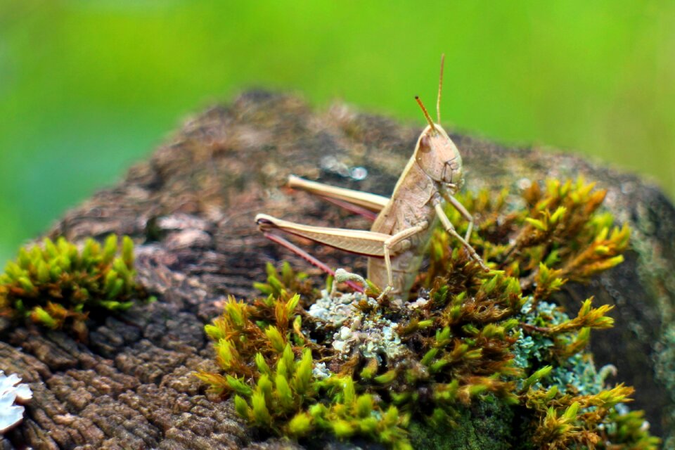 Chorthippus parallelus insect field