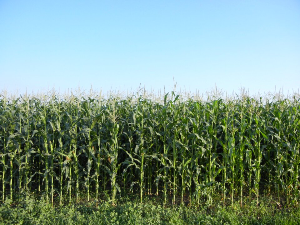 Agriculture green crop