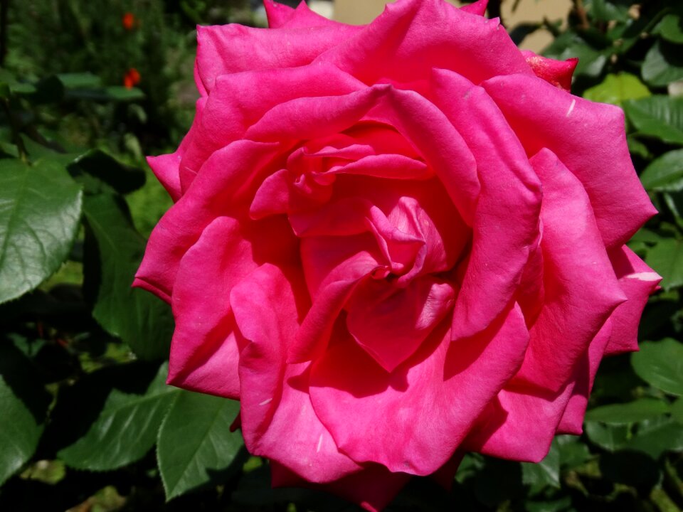 Pink flowers rose bloom