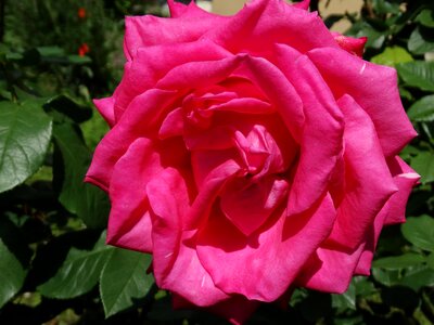 Pink flowers rose bloom