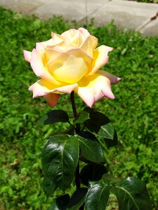 Bloom flowers rose bloom
