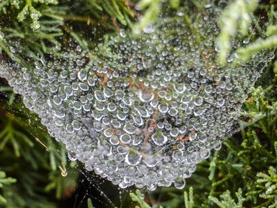 Spider net nature water