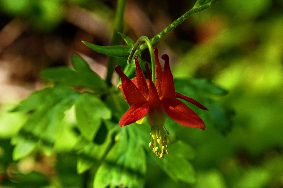 Red columbine aquilegia formosa wildflower