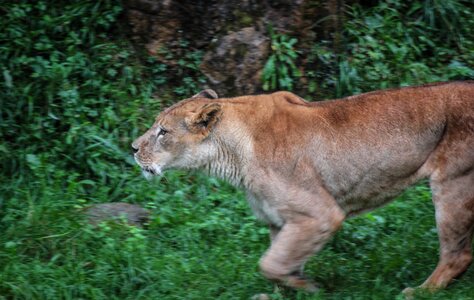 Leon nature africa