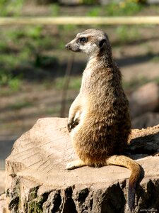 Mammal rest pet photo