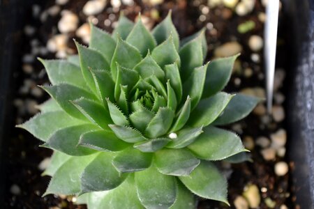 Succulent closeup green photo