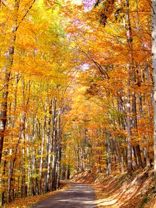 Autumn path trees