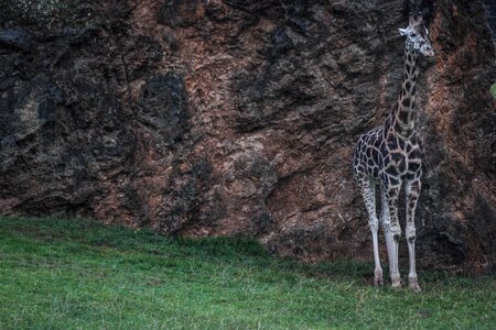 Nature animals africa