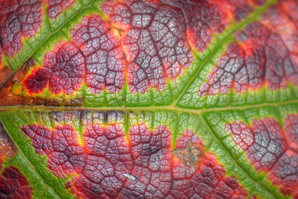 Veins grape leaf autumn