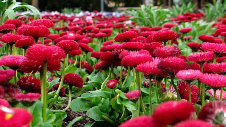 Greens flower bed red