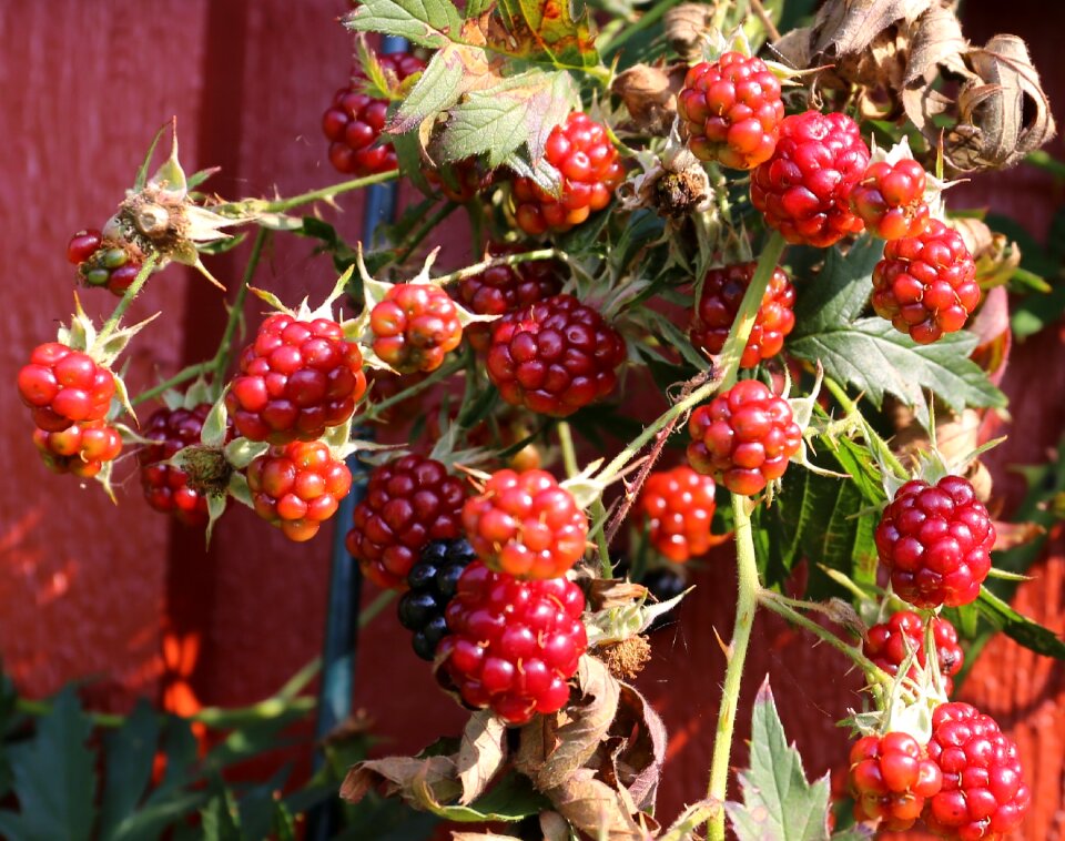 Berry autumn black berries