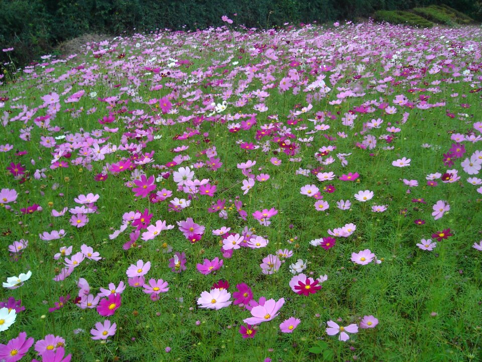 Cosmos flock field