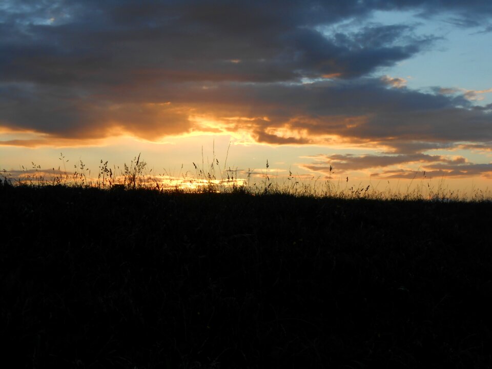 Abendstimmung meadow grasses