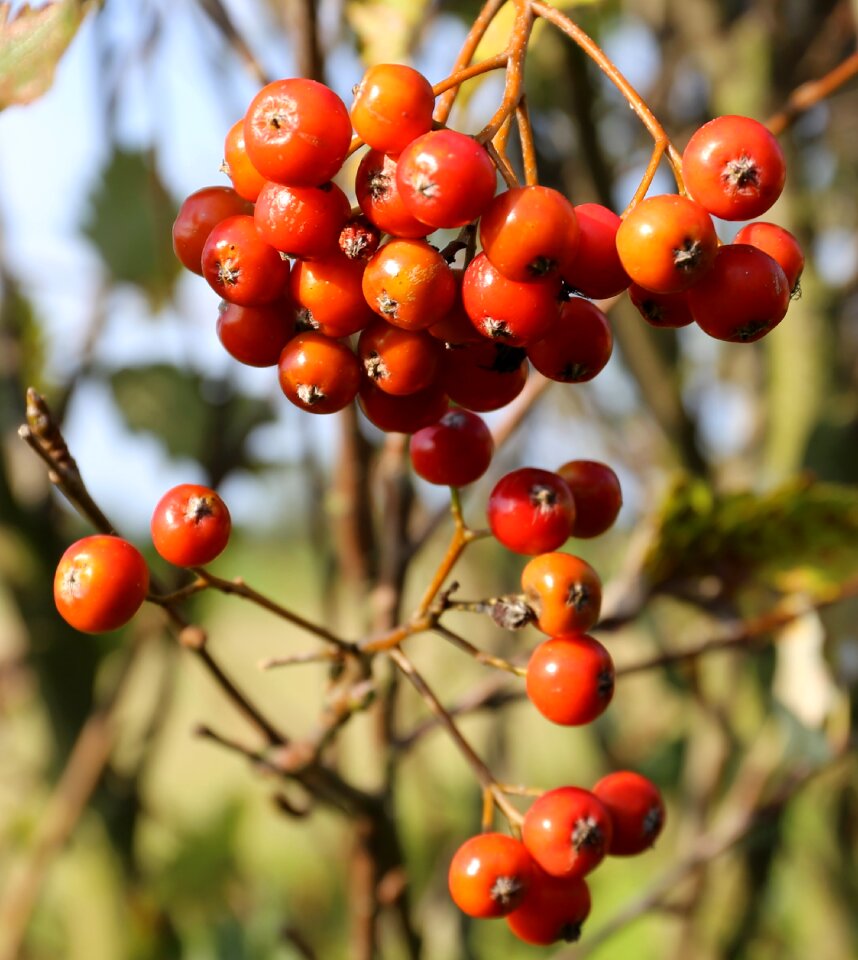 Swedish whitebeam berry ass