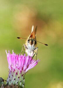 Wing animal macro