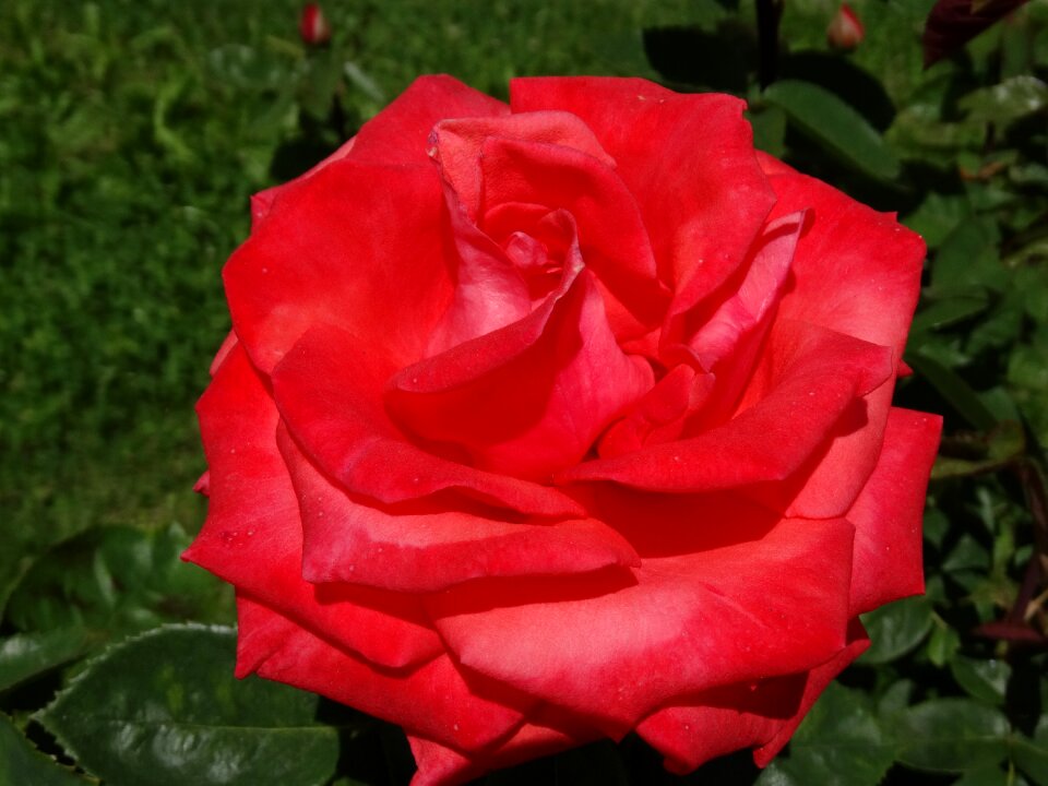 Rose bloom blossom bloom