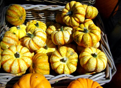 Autumn decoration autumn decoration