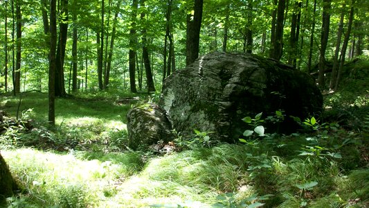 Woods nature stone photo